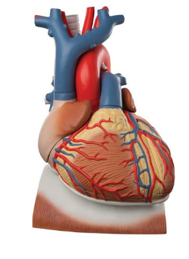 Herzmodell mit Zwerchfell, 3-fache Größe, 10-teilig