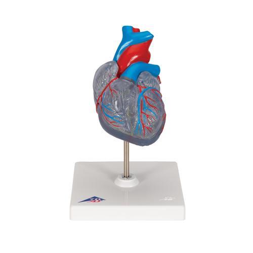 Herzmodell "Klassik" mit Reizleitungssystem, 2 teilig - 3B Smart Anatomy