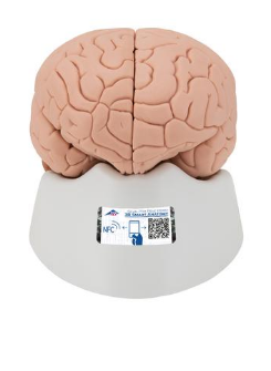 3B Gehirn-Modell 2-teilig Dieses median geschnittene Gehirn-Modell ermöglicht das Studium aller wich