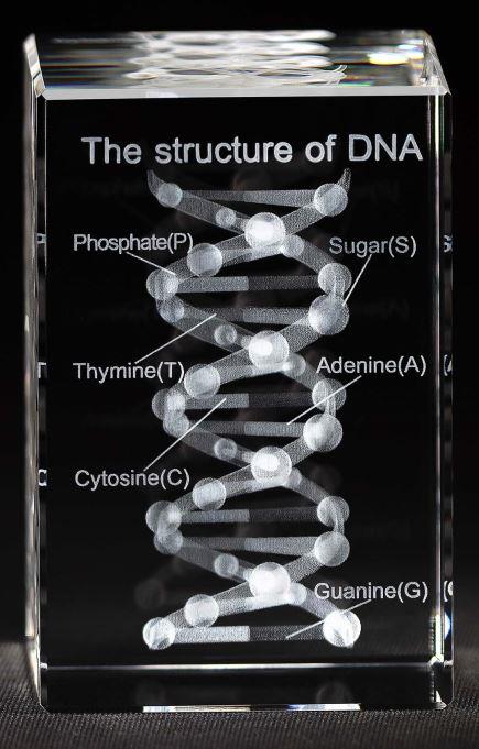 3-D Kristall Motiv: DNA Spirale im Querschnitt mit Beschriftung  Maße: 90x60x60mm