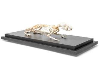 Skelett * Ratte * auf Brett montiert, Glashaube.