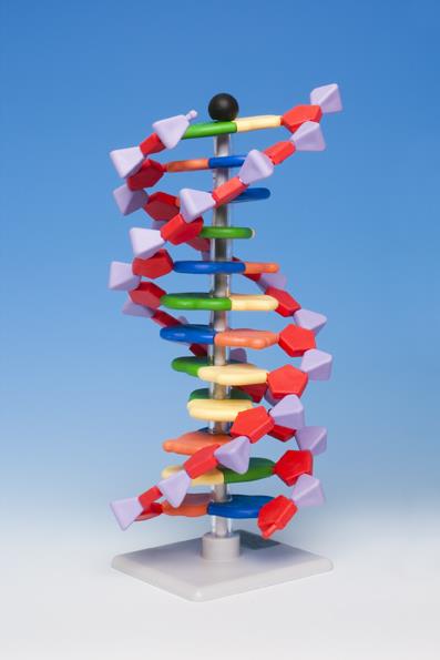 Mini DNA-Modell, 12 oder 22 Basenpaare