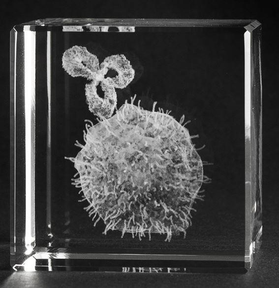 3-D Kristall Motiv: Krebszelle mit Antikörper im Querschnitt mit Beschriftung  Maße: 60x60x60mm