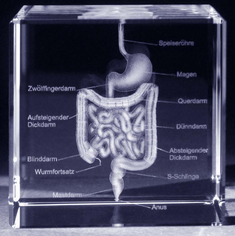 3-D Kristall Motiv: Verdauungstrakt im Querschnitt mit Beschriftung  Maße: 60x60x60mm
