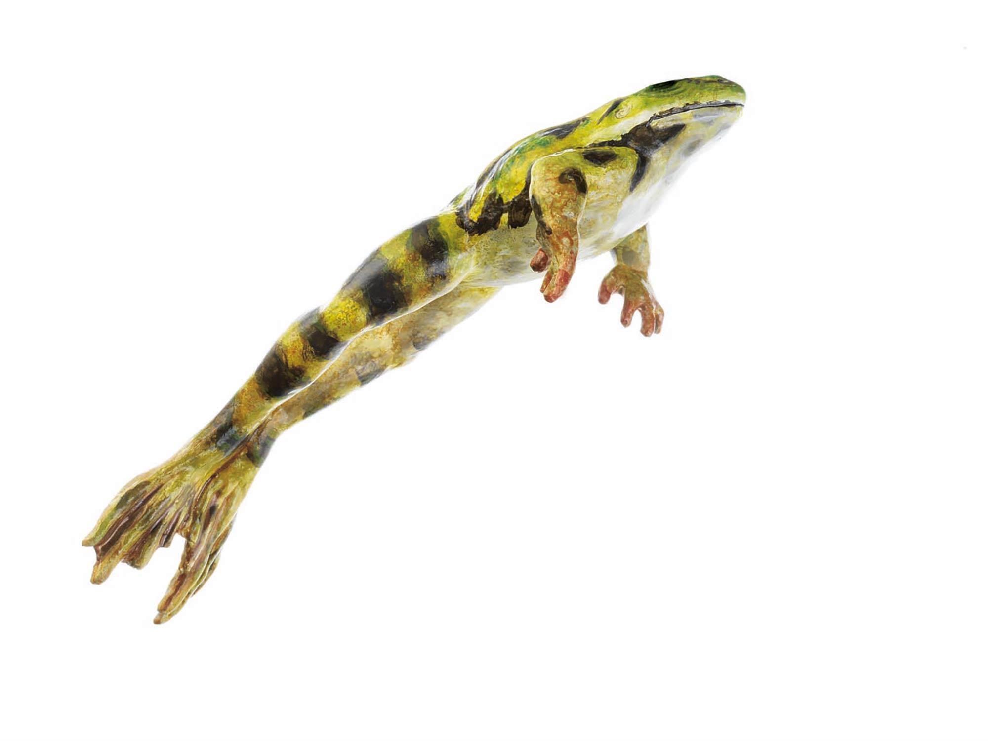 Springender Wasserfrosch, männlich - Somso