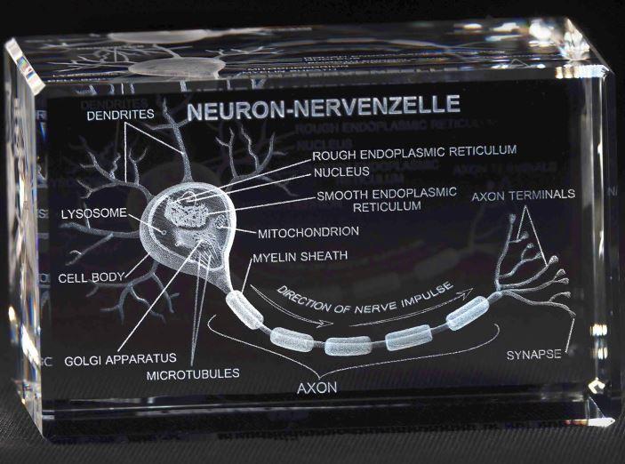 3-D Kristall Motiv: Neuro / Nervenzelle im Querschnitt mit Beschriftung  Maße: 130x50x50mm