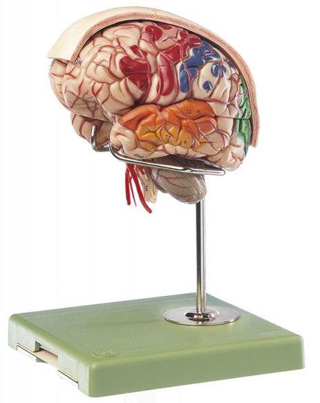 Gehirn mit Arterien,  natürliche Größe, 10 Teile zerlegbar, natürlcihe Lage ruhend, auf