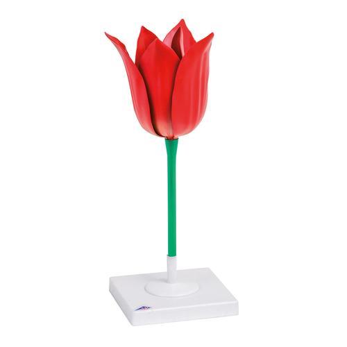 Tulpenblüte (Tulipa gesneriana), Modell - 3B Scientific