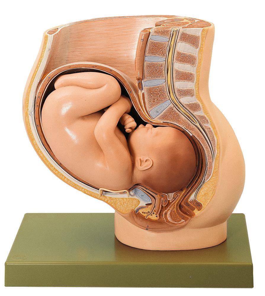 Becken mit Uterus im 9. Schwangerschaftsmonat - Somso