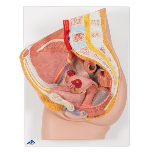 Weibliches Becken Modell, 2-teilig - 3B Smart Anatomy