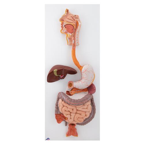Modell des menschlichen Verdauungsapparats, 3-teilig - 3B Smart Anatomy