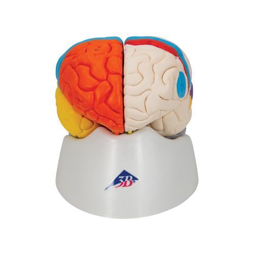 Funktionales Menschliches Gehirnmodell, 8-teilig - 3B Smart Anatomy