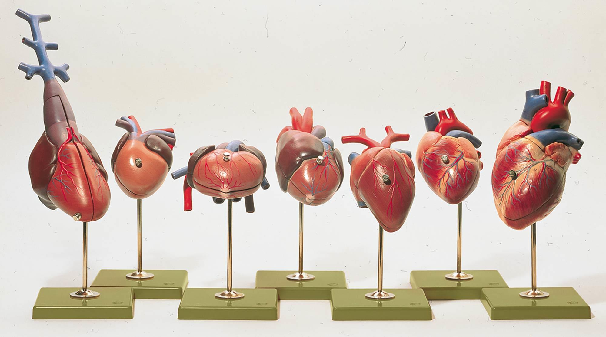 Herzmodelle von Wirbeltieren - Somso