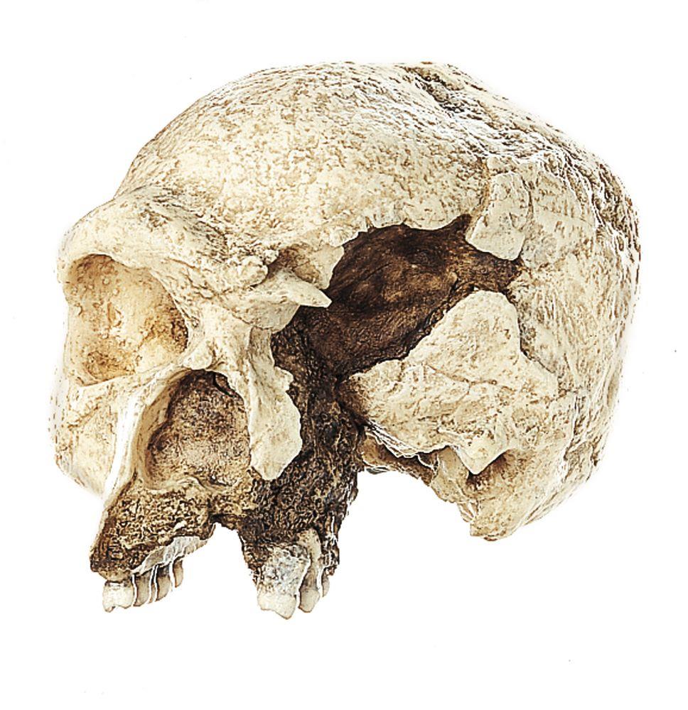 Schädelrekonstruktion von Homo heidelbergensis - Somso