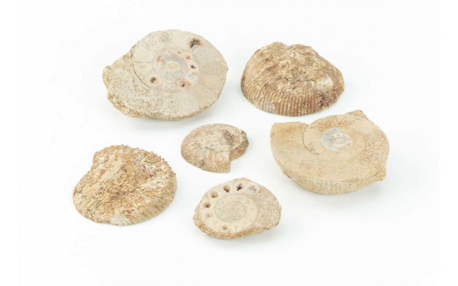 Ammoniten - Sammlung