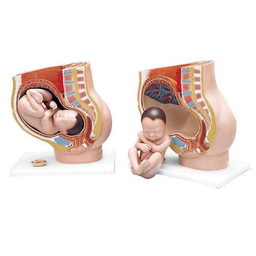 Schwangerschaftsbecken Modell, 3-teilig - 3B Smart Anatomy