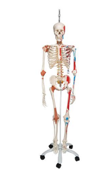 Menschliches Skelett Modell "Sam", lebensgroß,hängend,über 600 nummerierten Details, Muskeldarstellung #2"