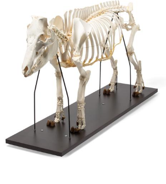 Skelett Hausschwein, weiblich, Allesfresser, Maße: 120-180cm