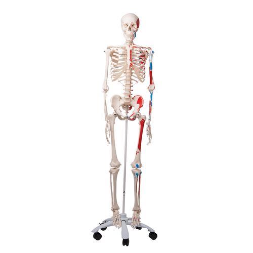 Menschliches Skelett Modell "Max" - 3B Scientific
