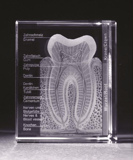 3-D Kristall Motiv: Zahn im Querschnitt mit Beschreibung Maße: 100x70x60mm