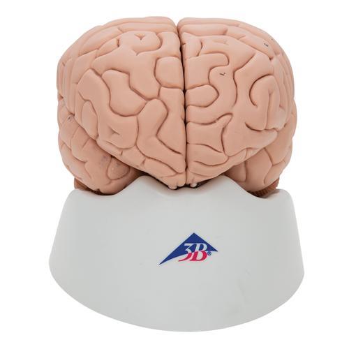 Menschliches Gehirnmodell, 8-teilig - 3B Smart Anatomy