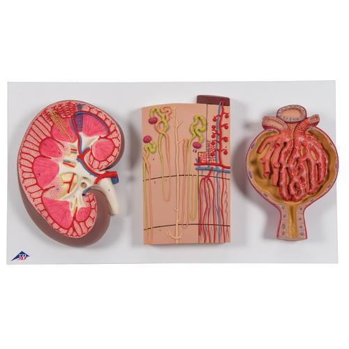 Modell Serie mit Nierenschnitt, Nephron, Blutgefäßen & Nierenkörperchen - 3B Smart Anatomy