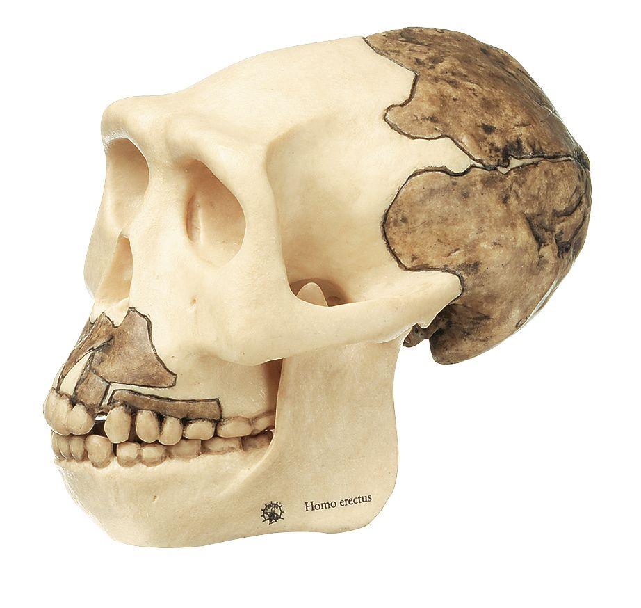 Schädelrekonstruktion von Homo erectus - Somso