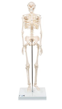 Mini-Skelett auf Sockel