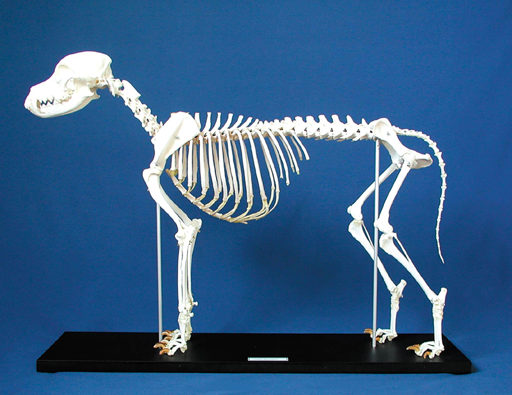 Hundeskelett * Hund * auf Brett montiert,Länge ca- 40-55 cm Größe M