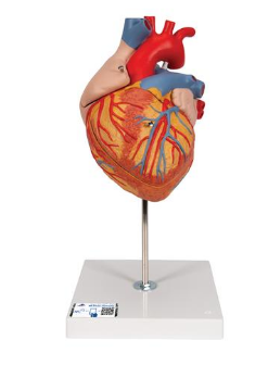 Herzmodell, vergrößert, 4-teilig