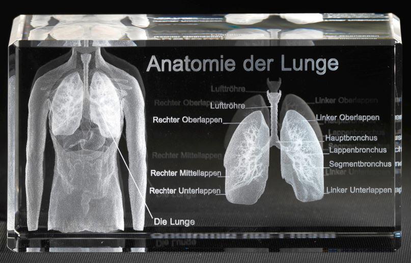 3-D Kristall Motiv: Menschliche Lunge im Querschnitt mit Beschriftung  Maße: 130x70x60mm