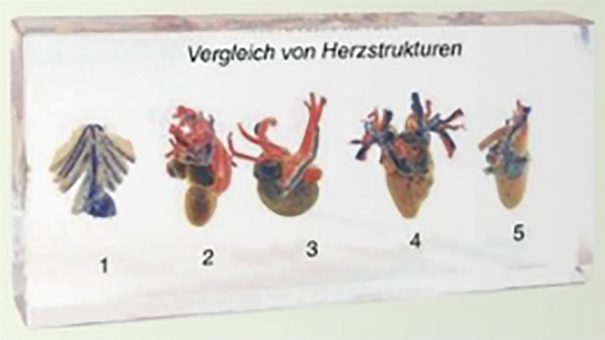 Vergleich von Herzstrukturen unterschiedlicher Organismen