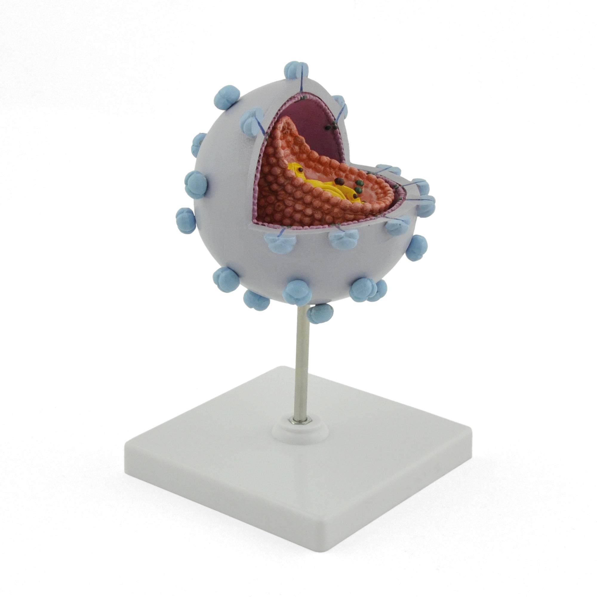 HIV Virus Modell