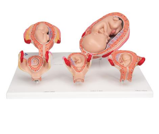 Schwangerschaftsserie, 5 Modelle