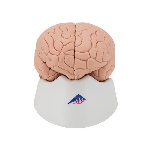 Menschliches Gehirnmodell, 4-teilig - 3B Smart Anatomy