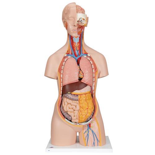 Klassik Torso Modell mit geöffnetem Rücken, 18-teilig - 3B Smart Anatomy