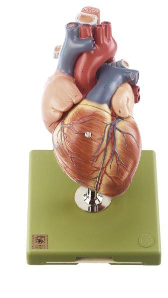 Herzmodell 1,5 fach vergrößert, mit Teil der Luftröhre und Speiseröhre Maße: 32x18x19cm SOMSO