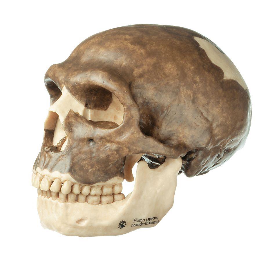 Schädelrekonstruktion von Homo neanderthalensis - Somso
