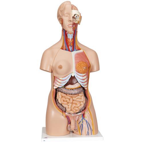 Luxus Torso Modell, mit weiblichen & männlichen Geschlechtsorganen, 24-teilig - 3B Smart Anatomy