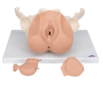 Weibliches Beckenskelett Modell mit Genitalorganen, 3 teilig