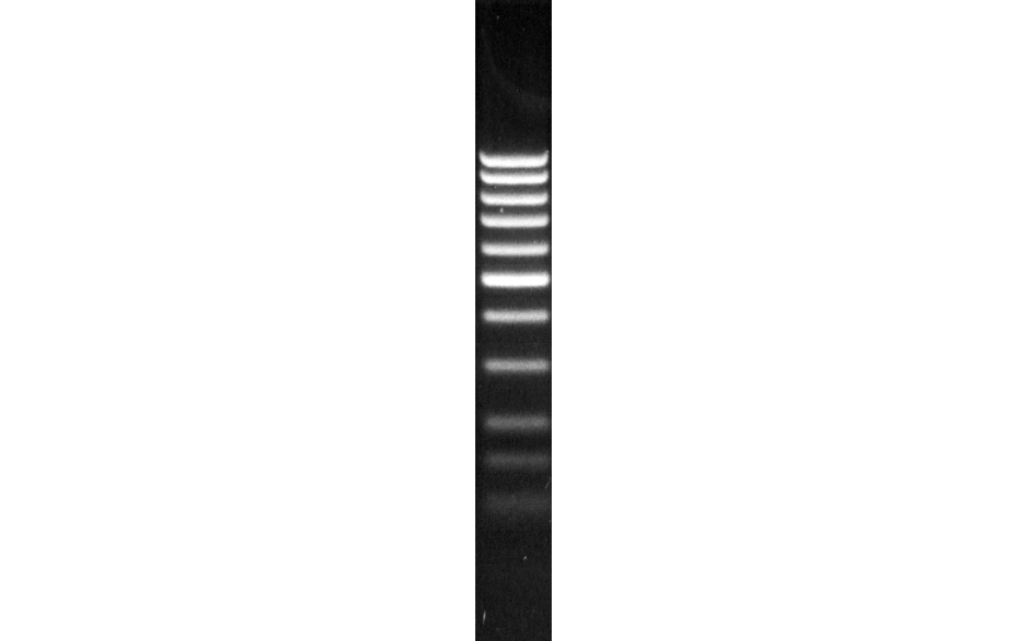 DNA-Längenmarker 100 Bp, 25 µg lyophilisiert