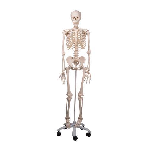 Homo Menschliches Skelett Modell *LEO*,  mit Gelenkbändern, lebensgroß, auf Metallstativ mit Rollen