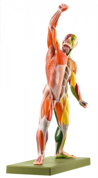 Männliche Muskelfigur mit Farbcodierung zur Zuordnung der Nerven und Muskeln - Somso