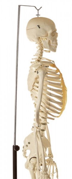 Künstliches Homo-Skelett, männlich - Somso