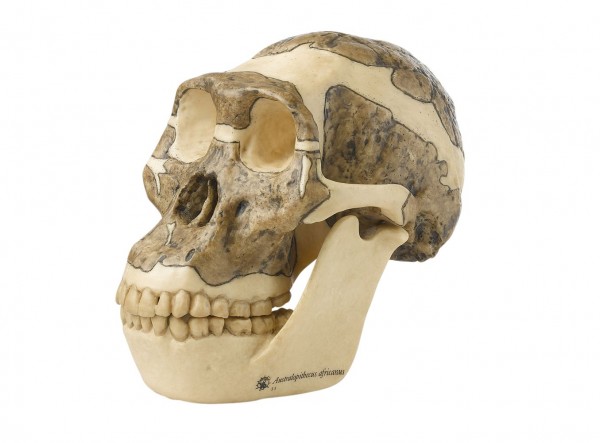 Schädelrekonstruktion von Australopithecus africanus
